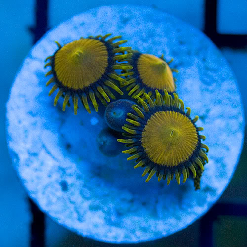 Blue and Golds zoas.jpg