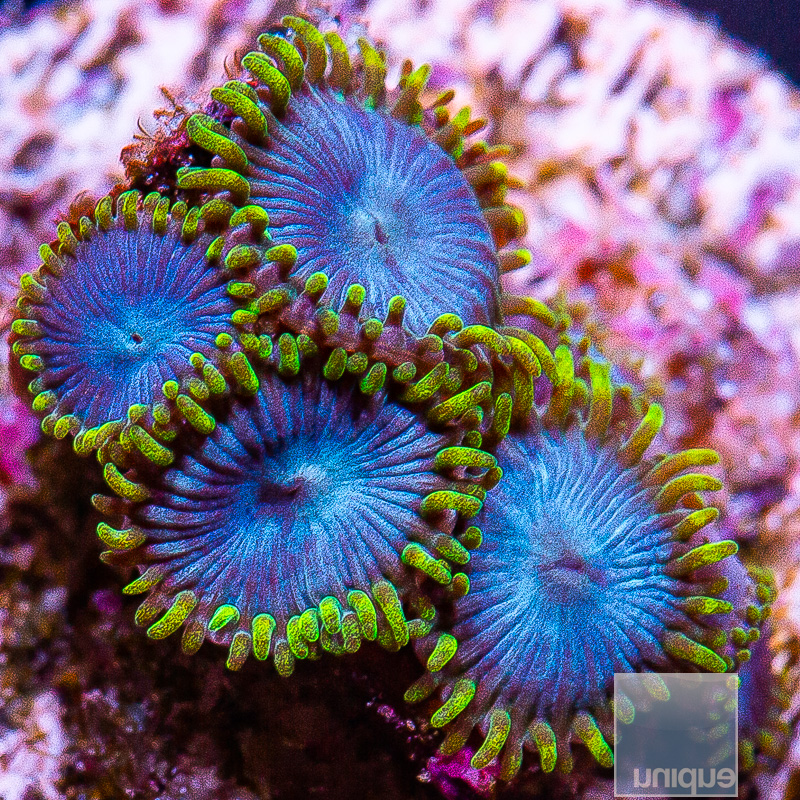 Blue and Green Zoanthid 39 16.JPG