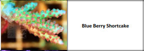 Blue berry shortcake.jpg