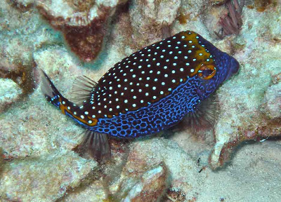 blue-boxfish.jpg
