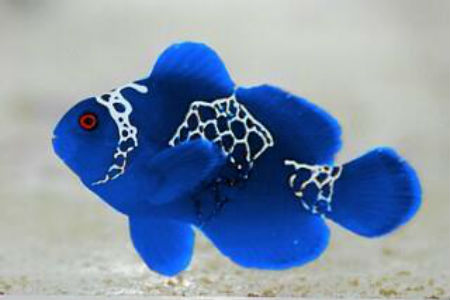 blue clownfish.jpg