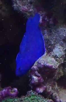 blue devil.JPG