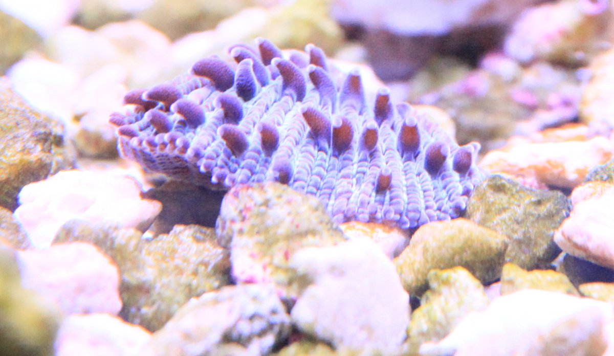 Blue Fungia Frag Matt Geldof 120 gallon reef aquarium.jpg