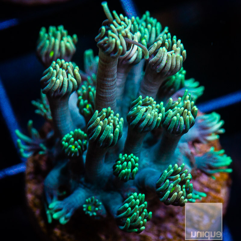 Blue Green Goniopora 69 24.JPG