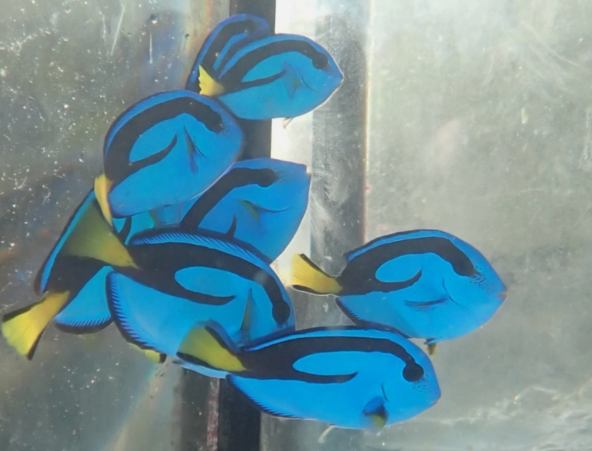 blue hippo 2.png