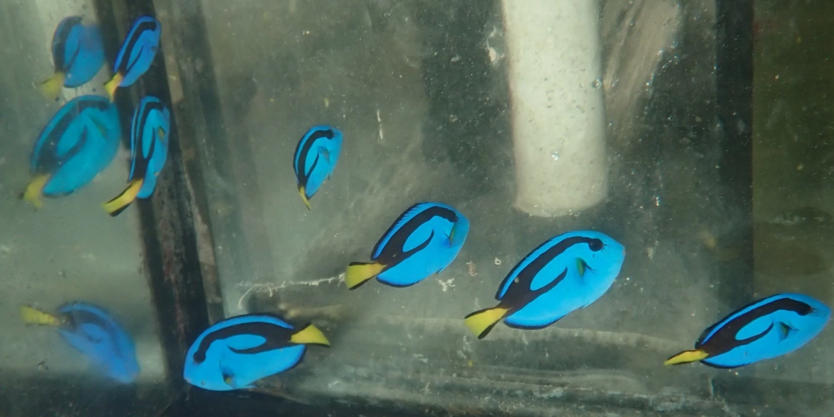 blue hippo 4.png