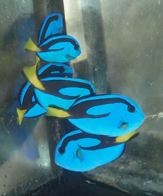 Blue hippo 5.png