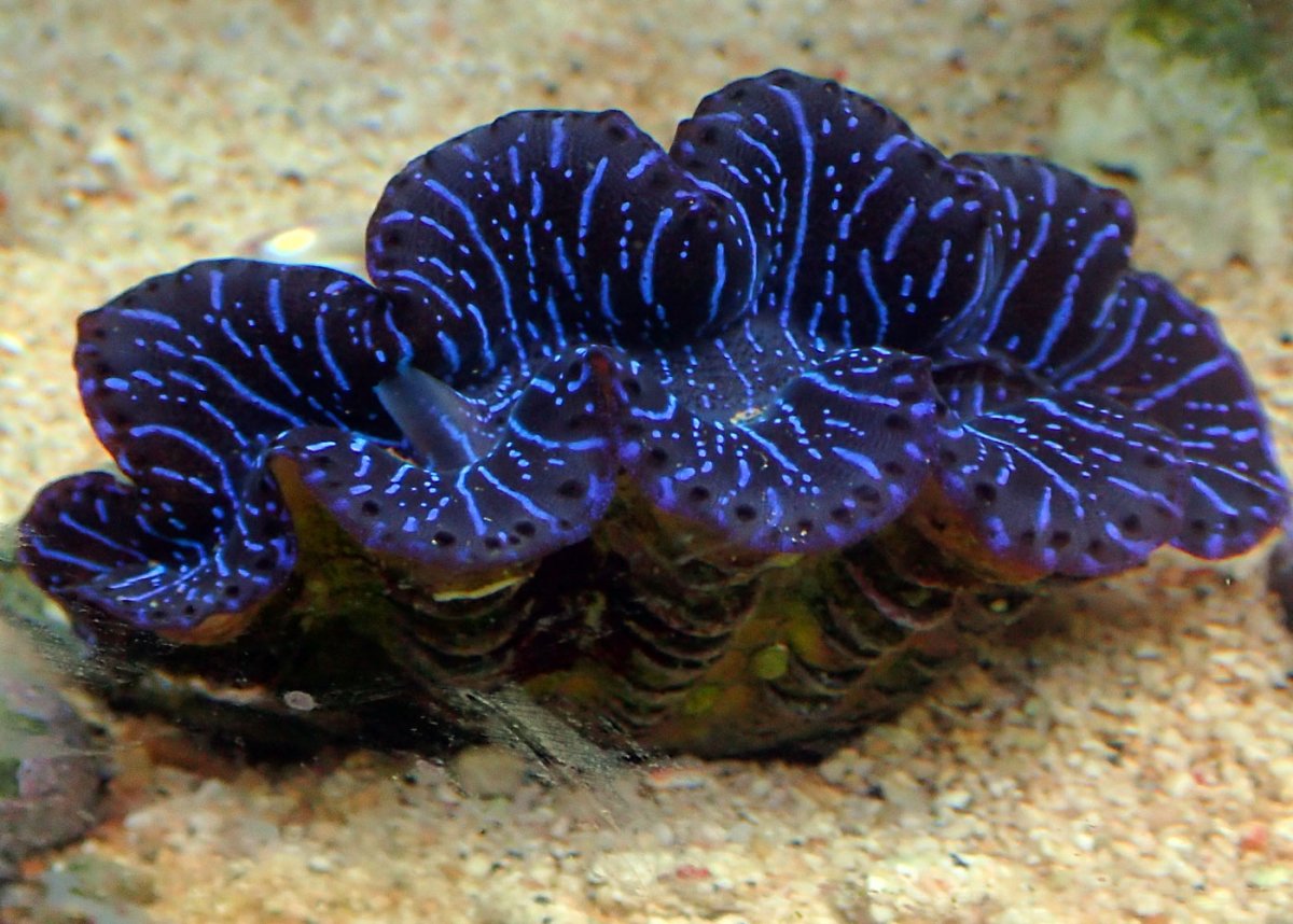 blue.jpg