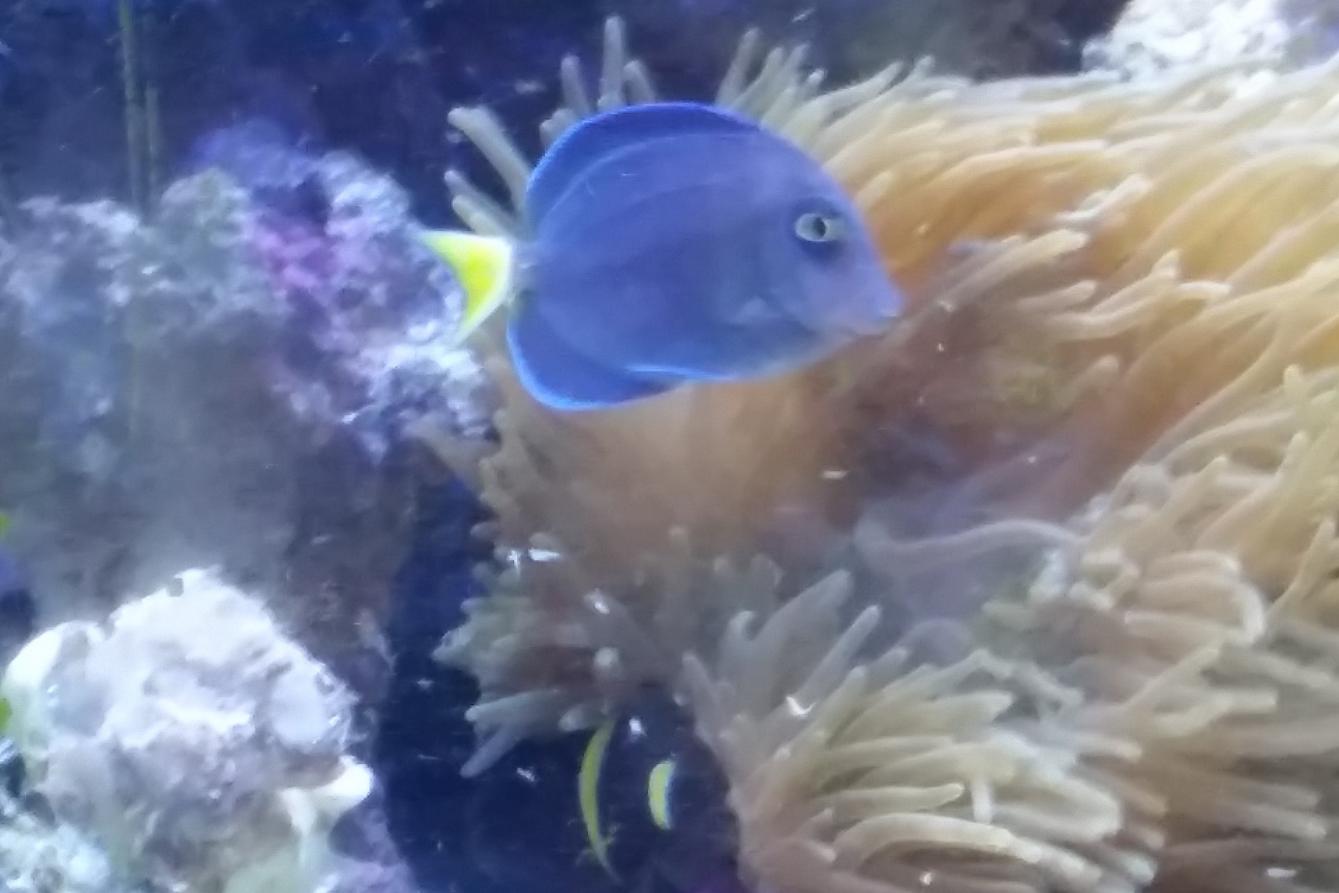 Blue.jpg