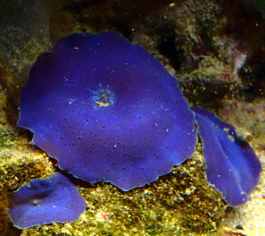 blue.jpg