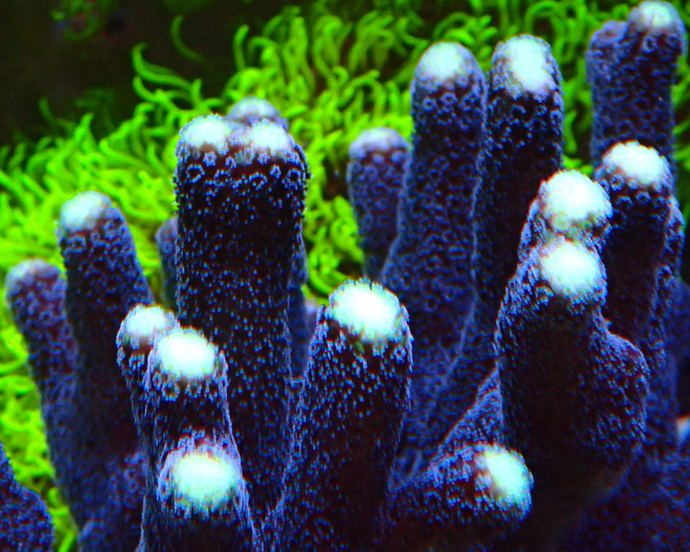 blue.jpg