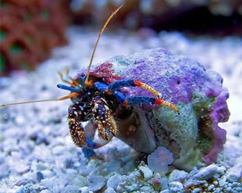 Blue Leg Hermit.png