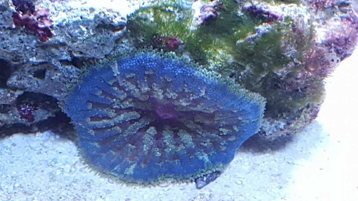 Blue Maxi Mini.jpg