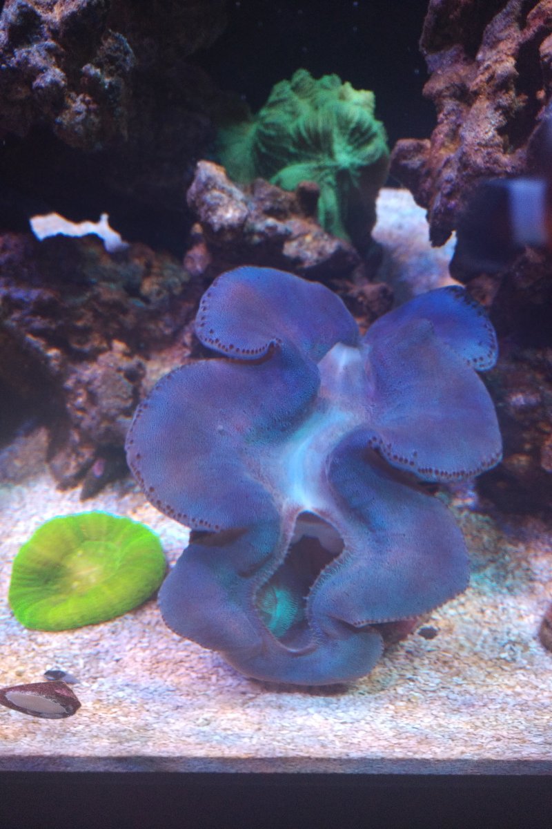 Blue Maxima.jpg
