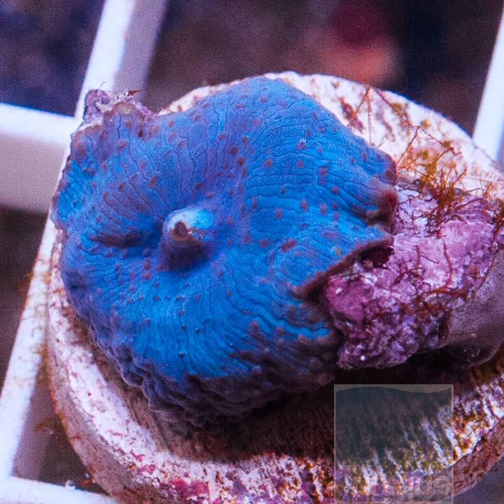 blue-mushroom-5.jpg