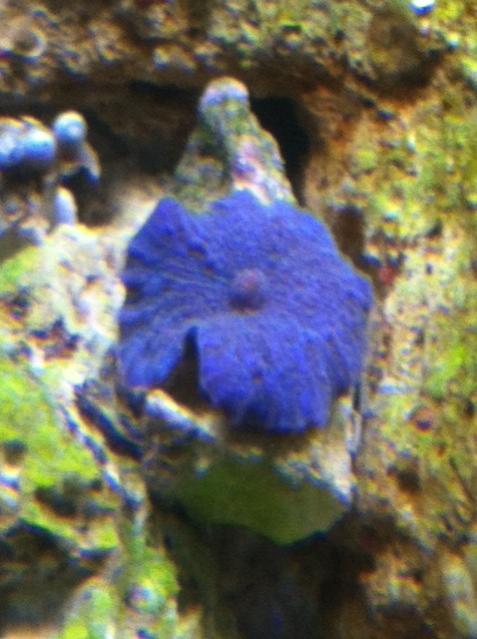 blue mushroom.jpg
