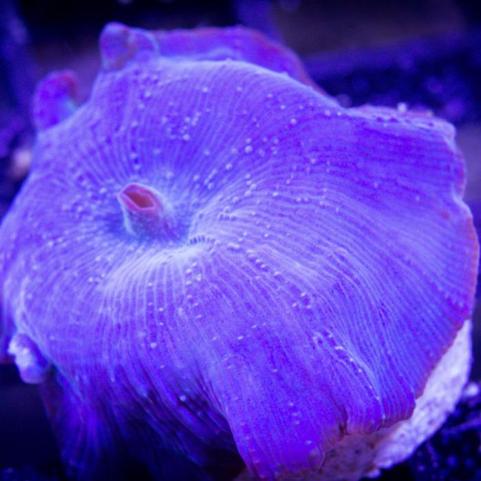 blue-mushroom02.jpg