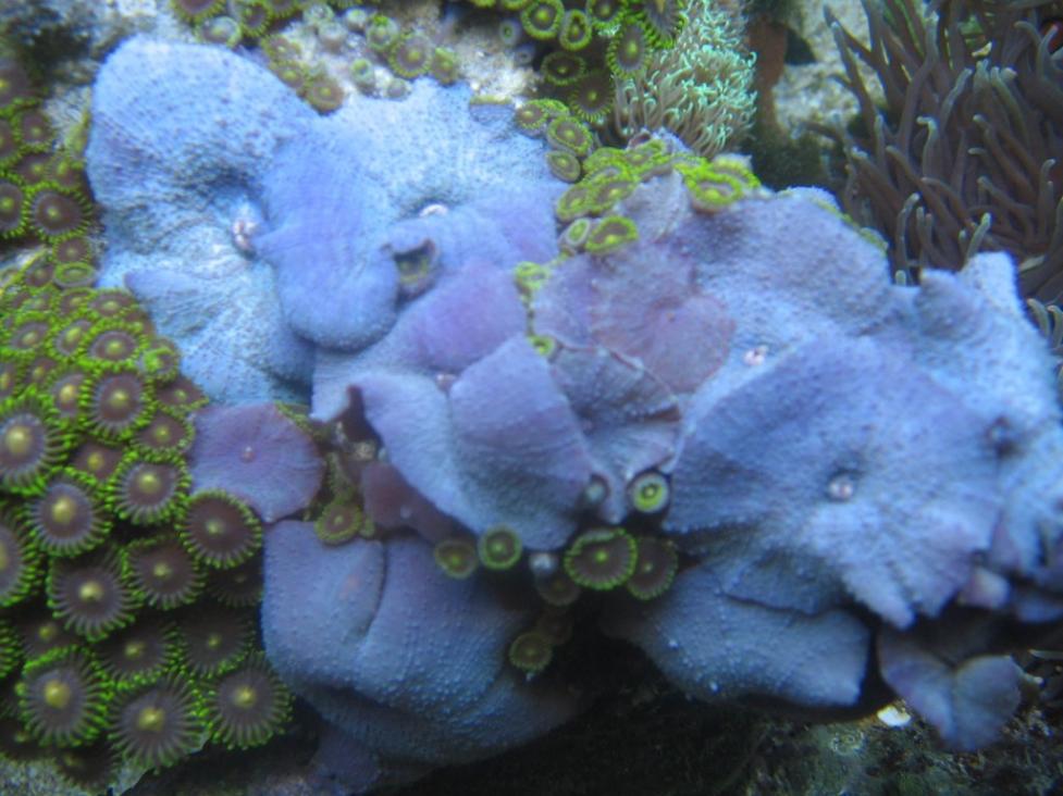 Blue Mushrooms  7-4-10.jpg
