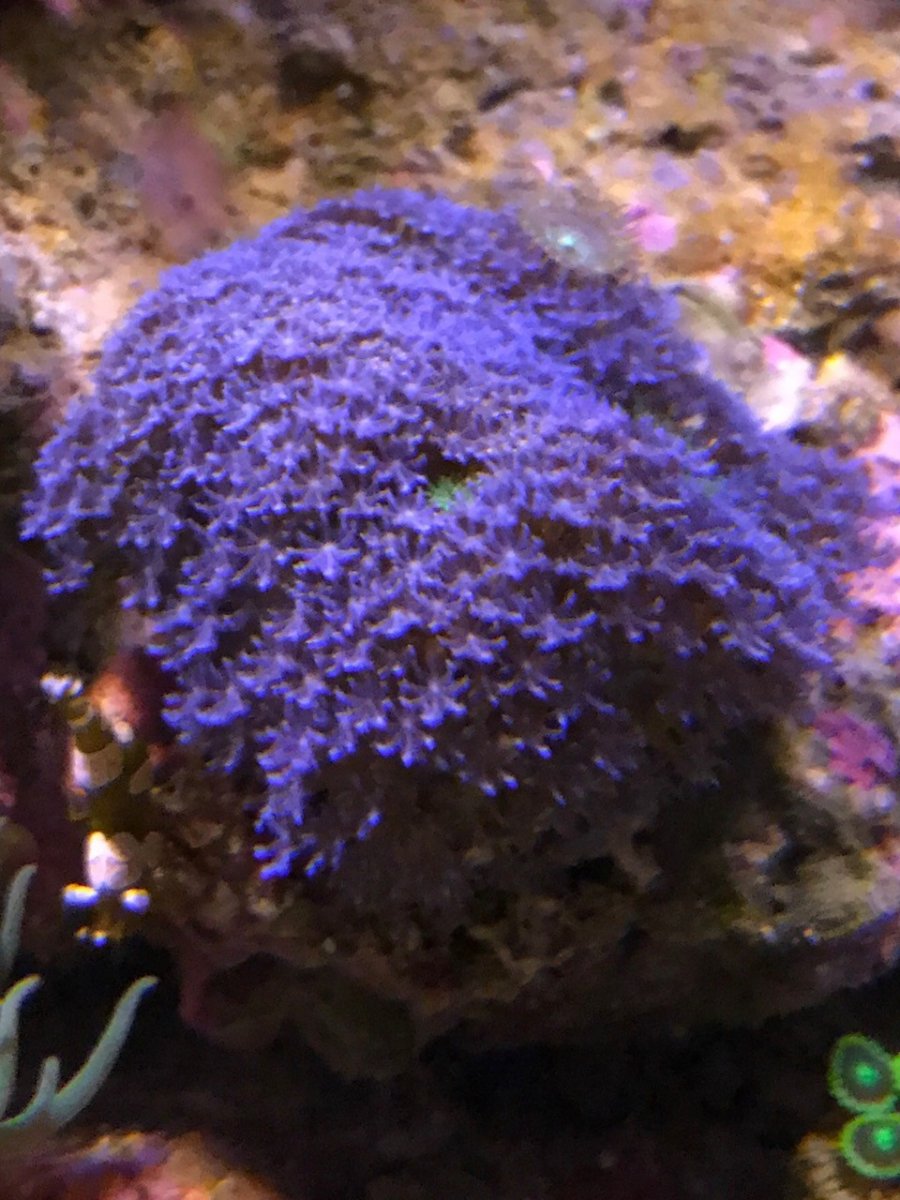 blue polyp.jpg