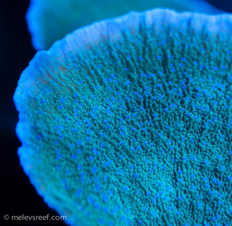 A few pictures of my 400g reef | Page 16 | Reef2Reef