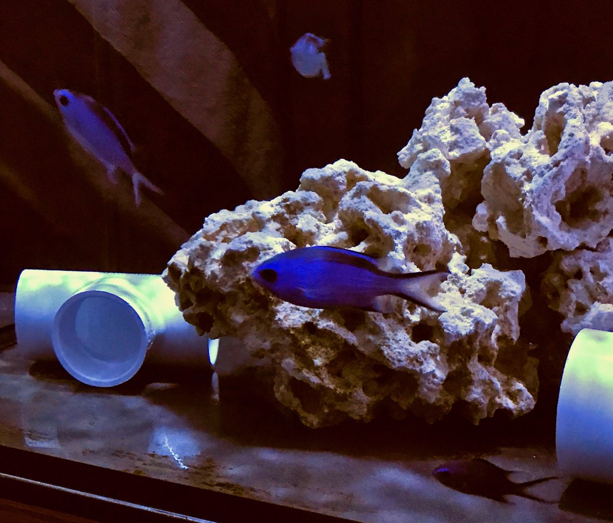 Blue Reef Chromis - 1.jpg