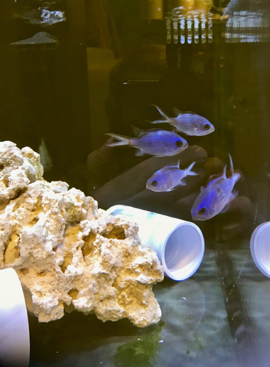 Blue Reef Chrpmis - 1.jpg