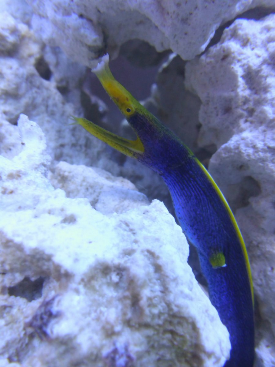 Blue ribbon eel (Rhinomuraena quaesita)2.JPG