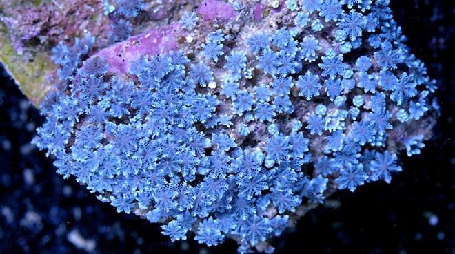 Blue Snowflake Polyps.jpeg