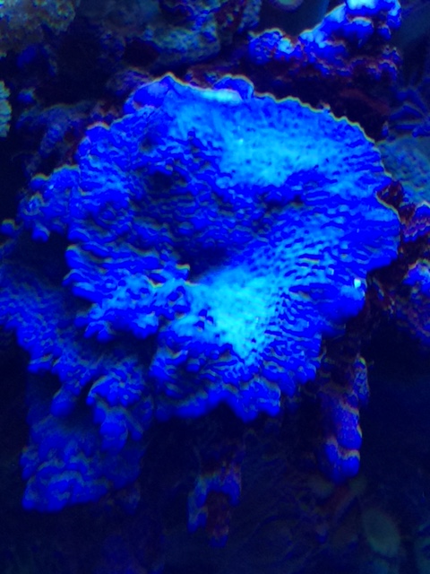 blue sponge .jpg
