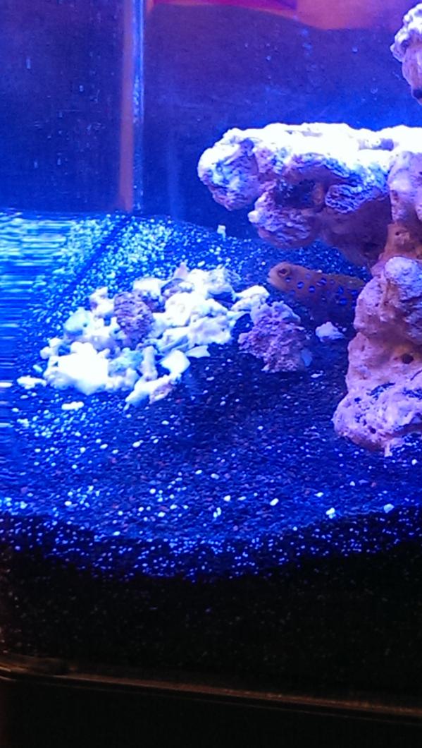 blue spot 5.jpg