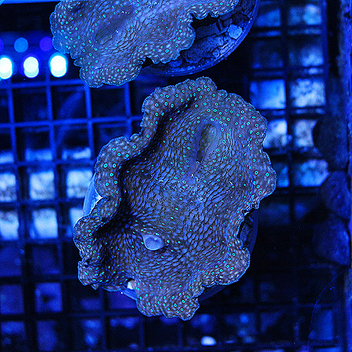 Blue Spot Gigas Clam 29 3 inches 199-125.jpg