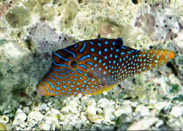 blue-spotted-puffer.jpg