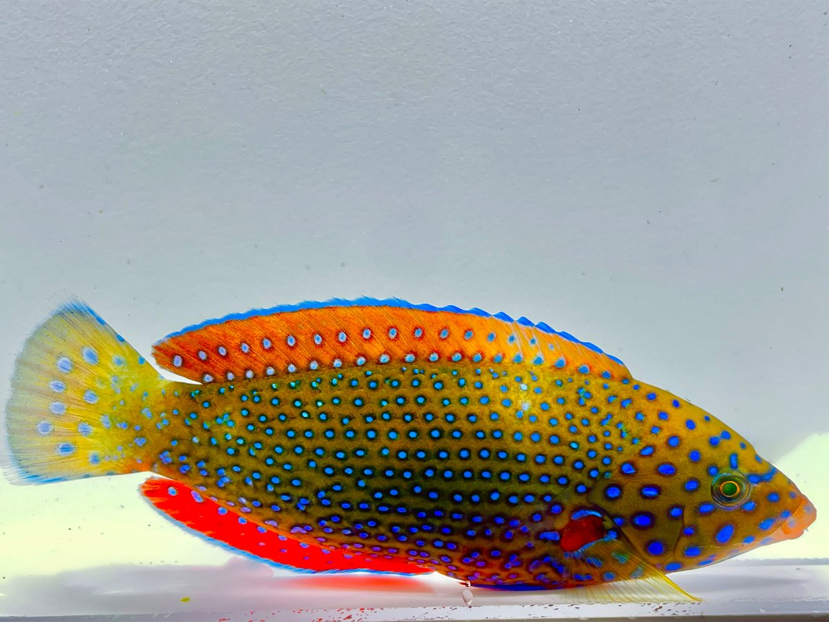Blue Spotted Tamarin Wrasse Adult.jpg