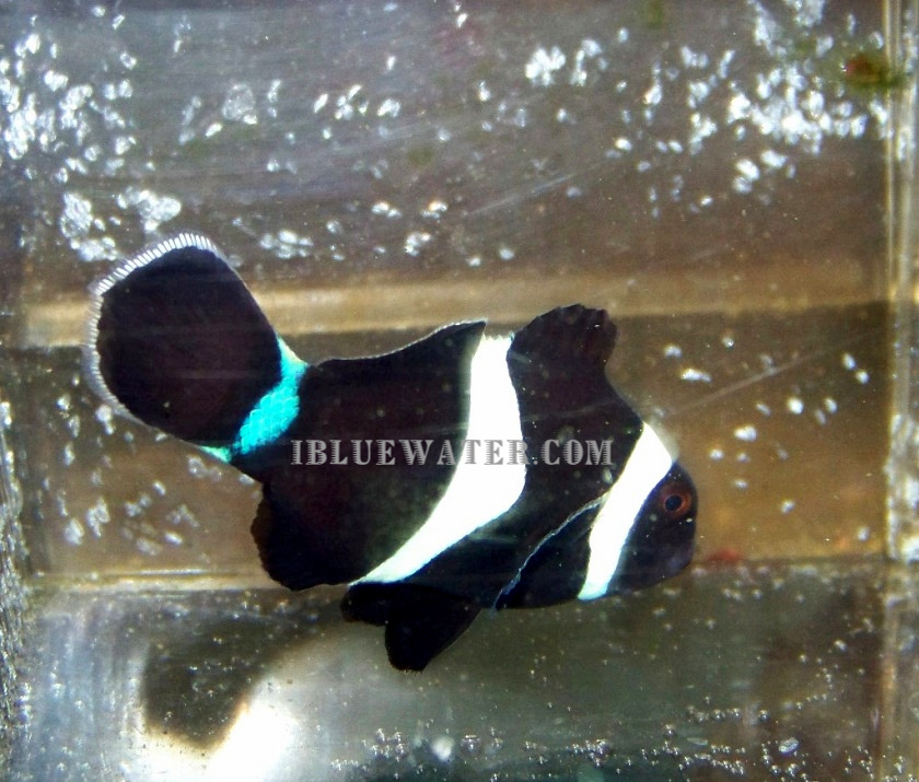 Blue Tail Darwin.jpg