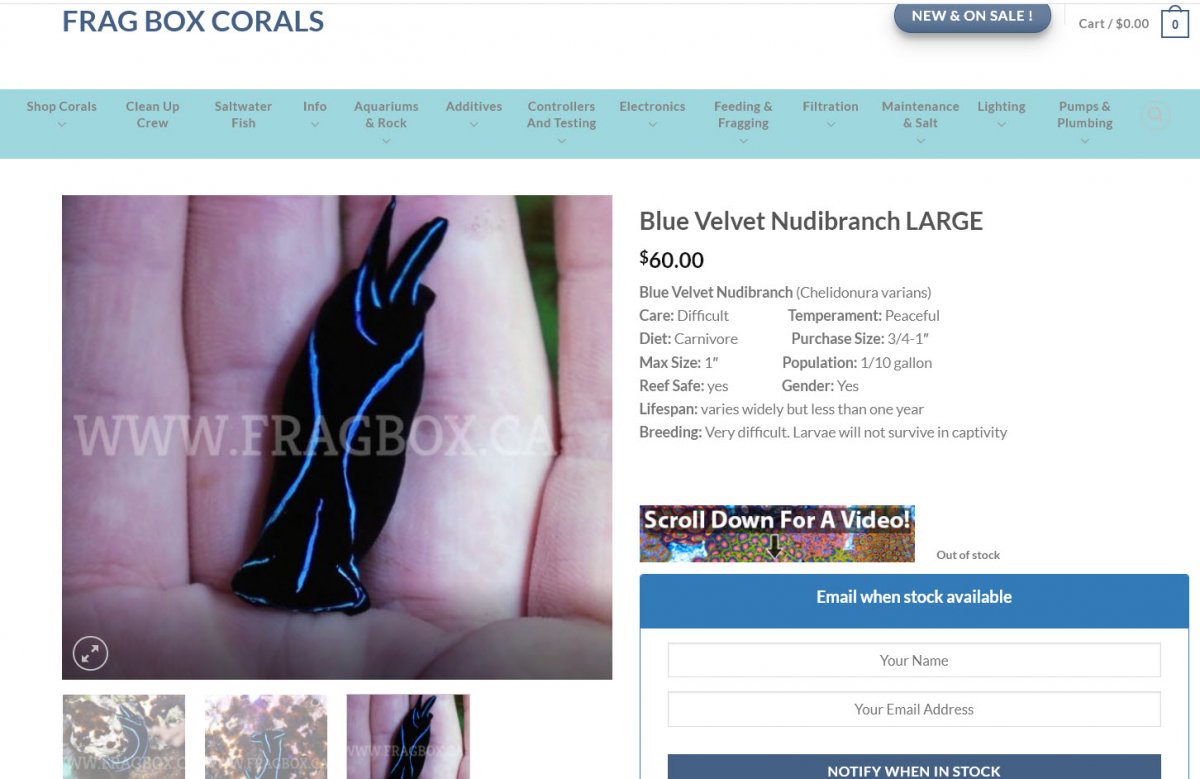 Blue-Velvet-Nudibranch.jpg