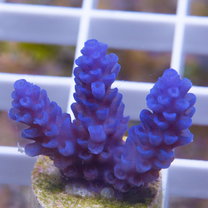blue-vermiculata-20-30 (3).jpg