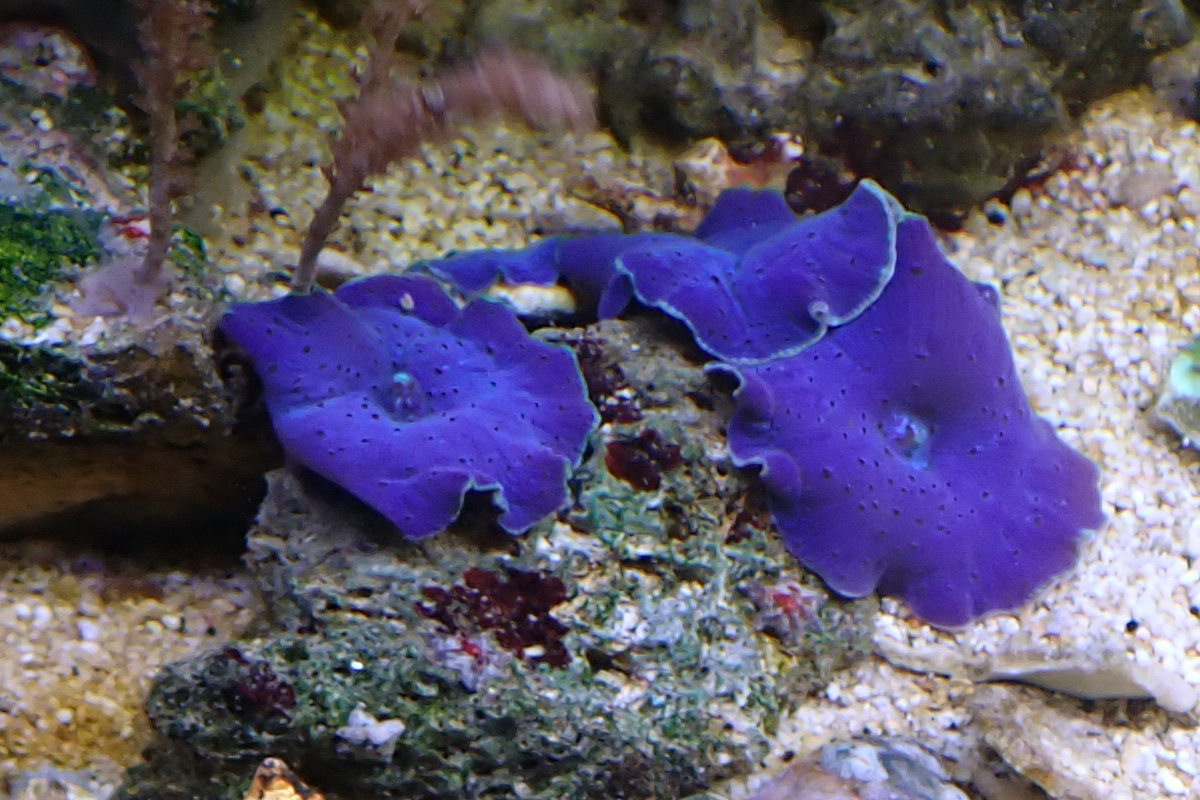 blue1.jpg