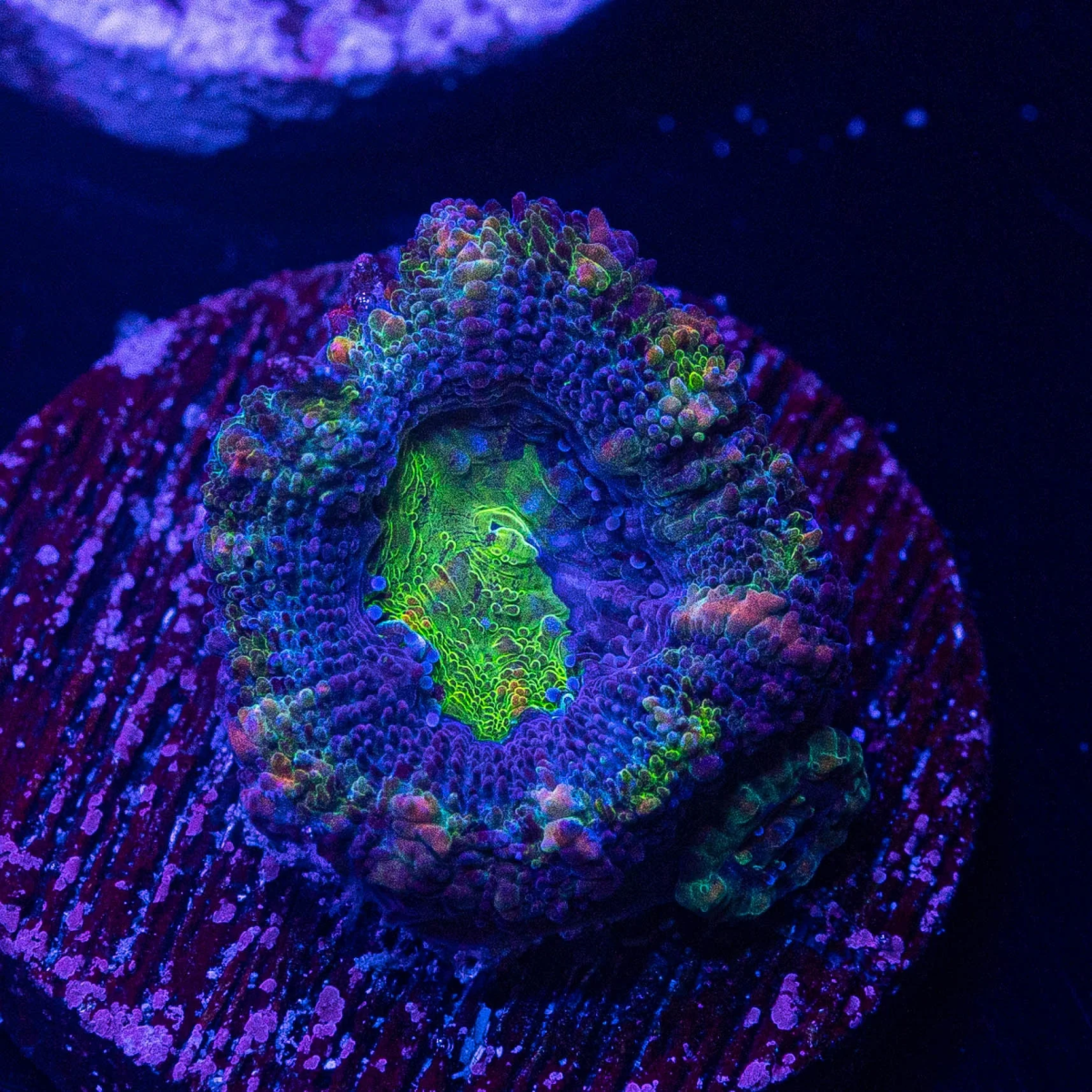 Blueberry Acan.png