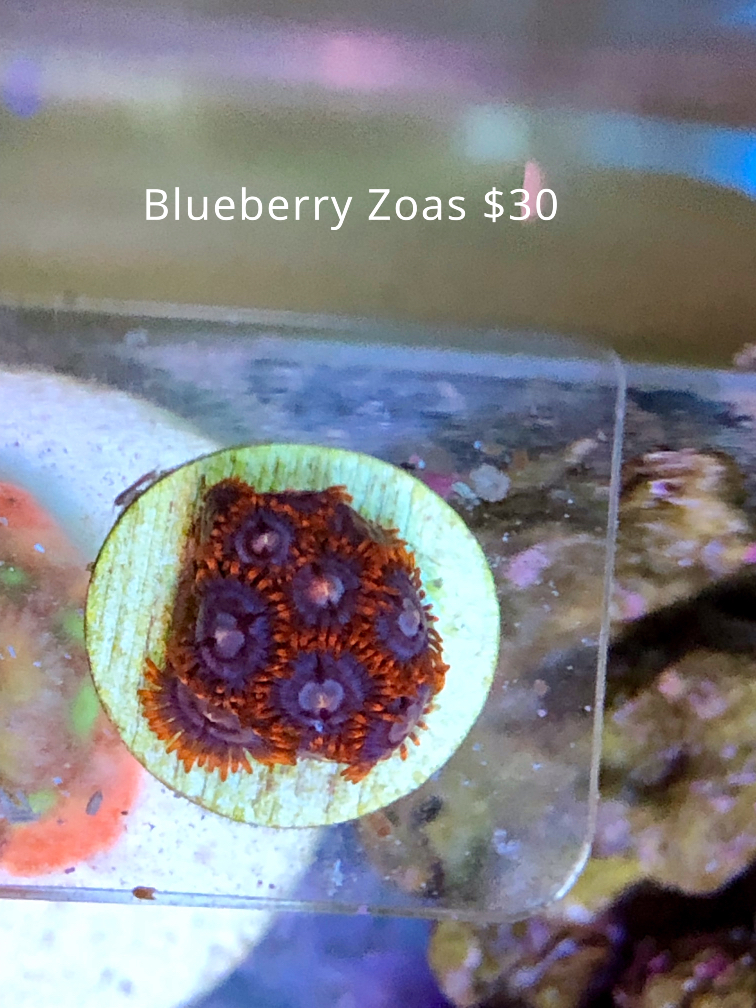 blueberry zoas.jpg