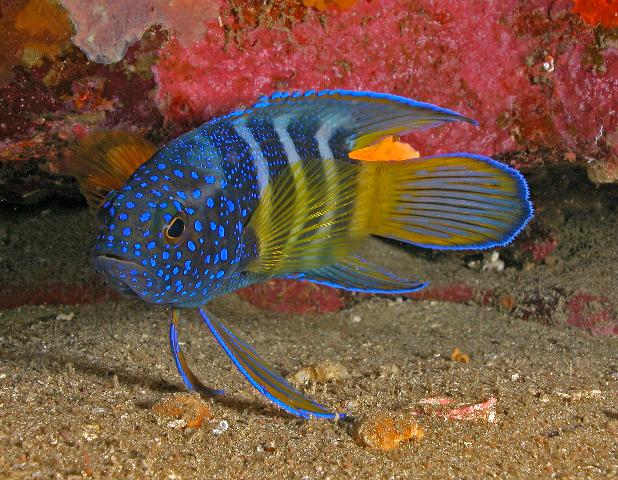 bluedevilfish1.jpg