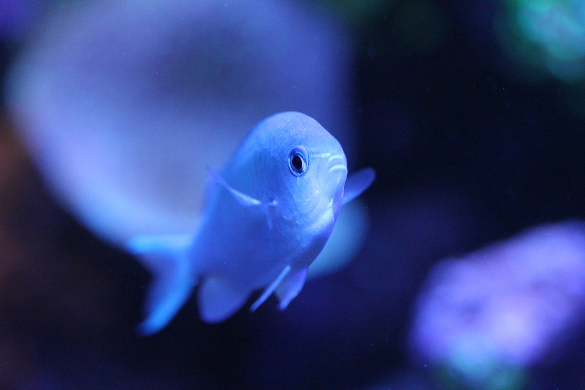 BlueFish1.jpg