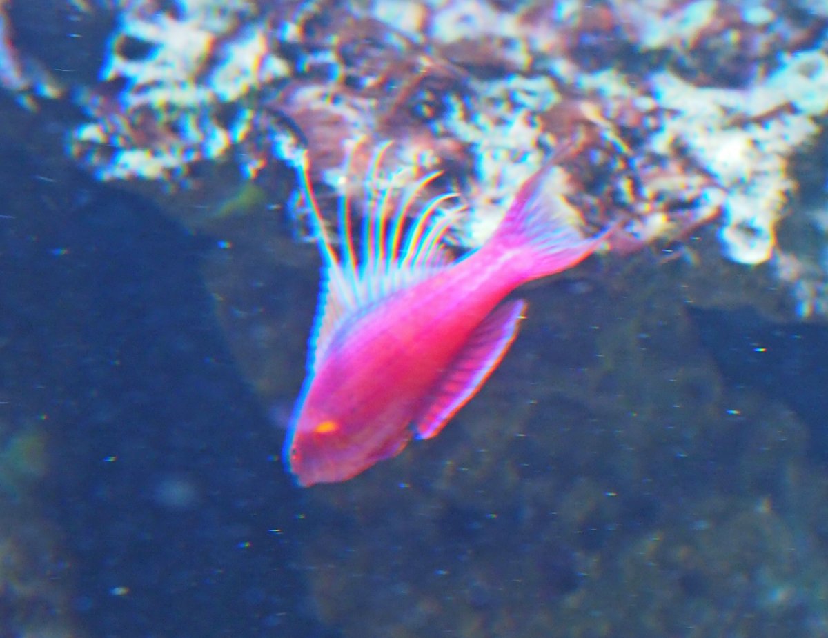 BlueFlasher2018111302.jpg