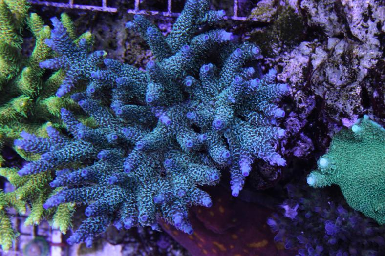 Share your BLUE coral photos! | Page 3 | REEF2REEF Saltwater and Reef ...