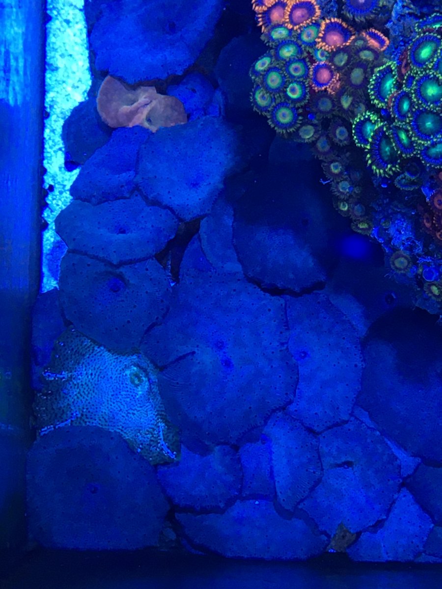 bluemush.jpeg