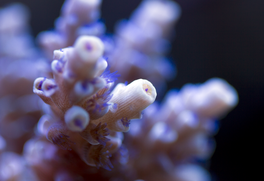 BluePolypYellowAxial SMALL.png