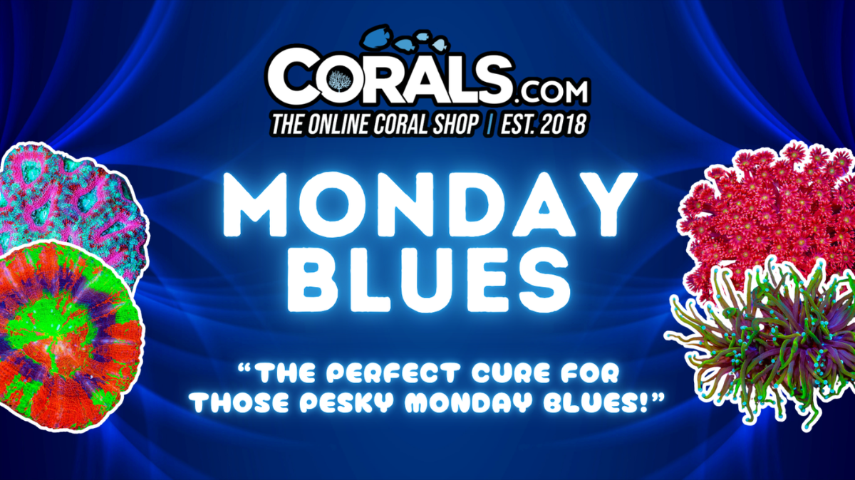 Blues 26'.png
