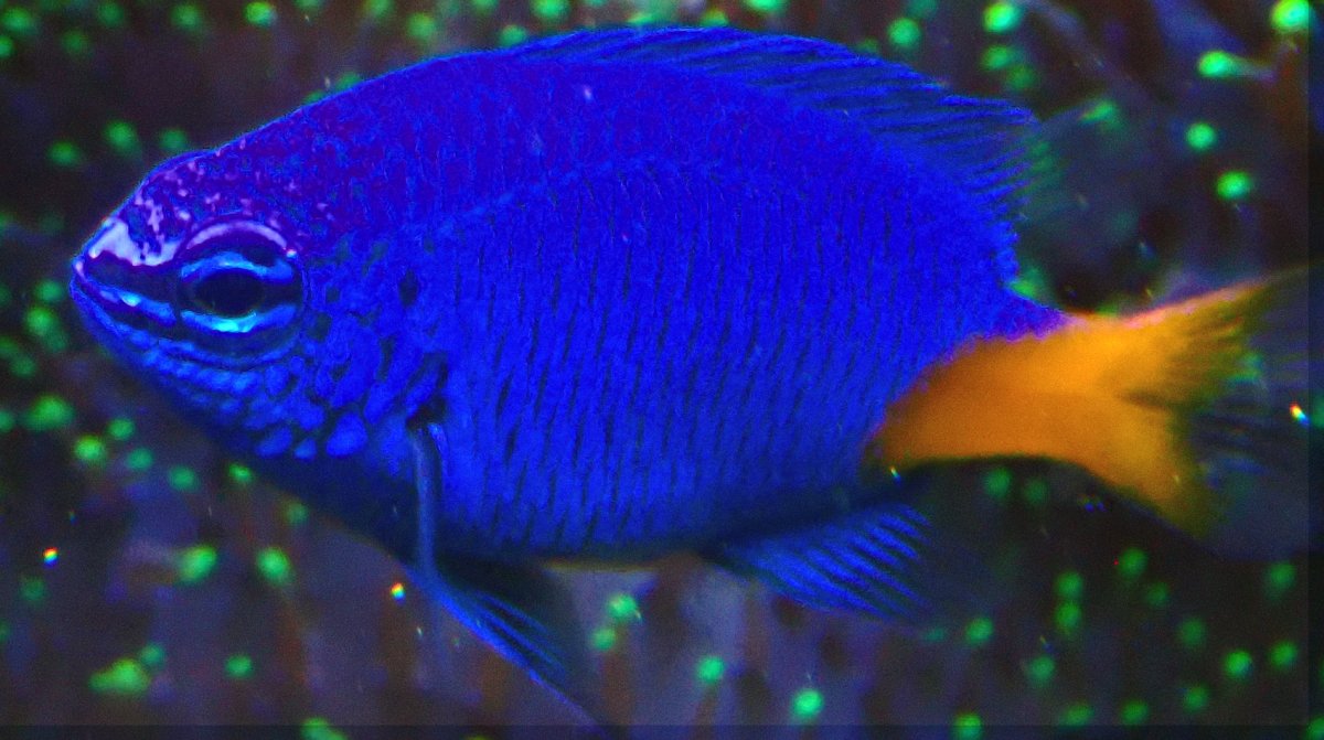 blueyellow2.jpg
