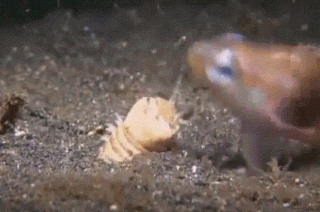 BobbitWorm.gif