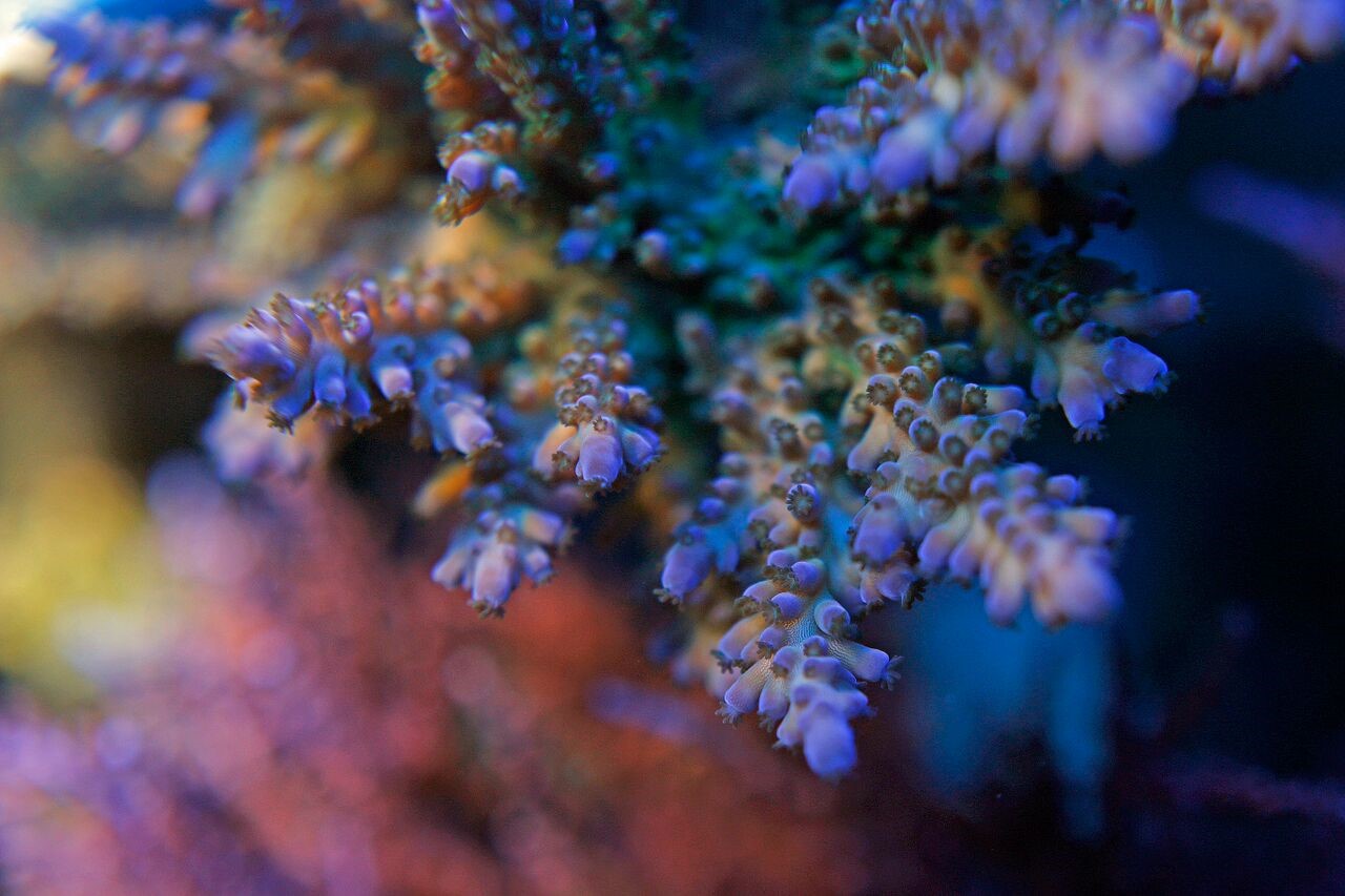 bobbym coral 10.jpg