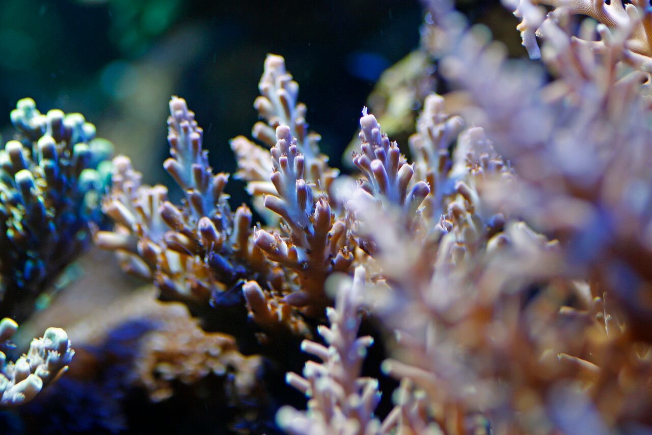 bobbym coral 11.jpg